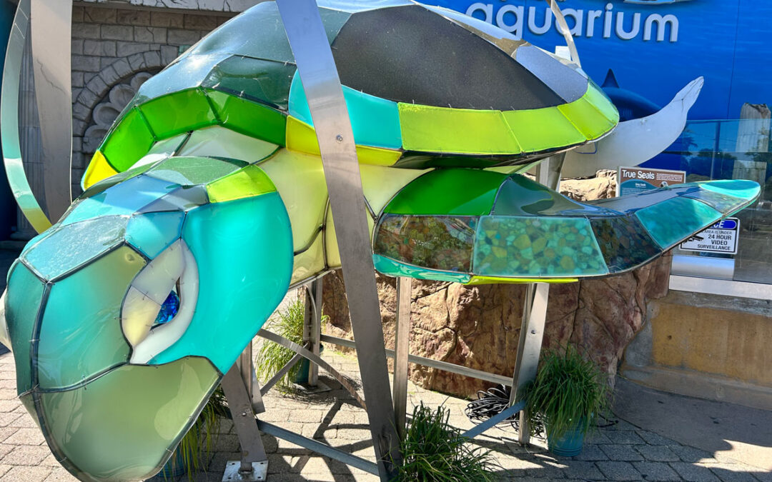 Sea Turtle Unveiled at the Aquarium
